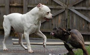 Dogs Playing